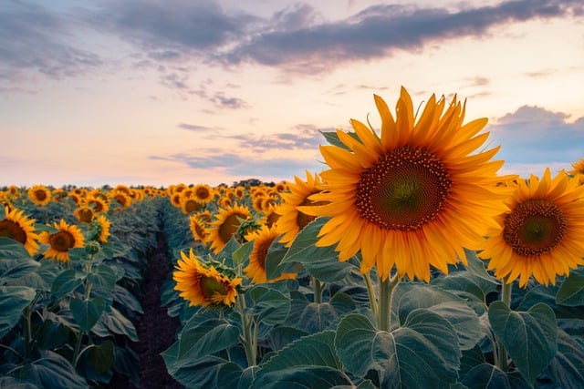sunflower