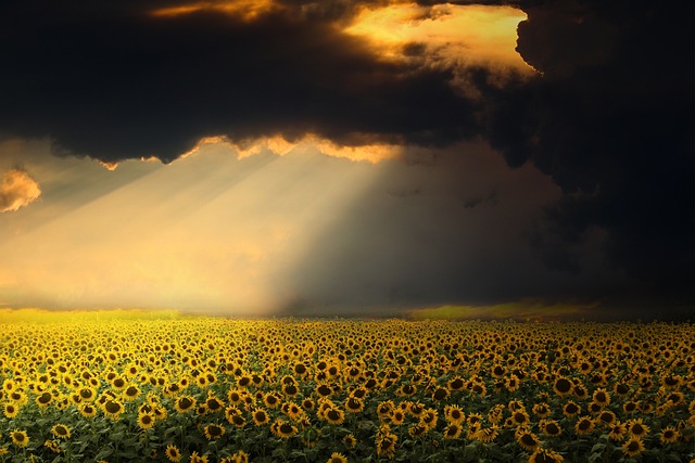 sunflower