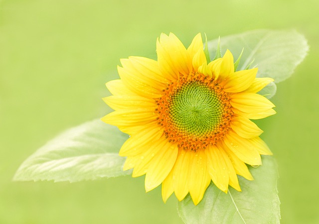 sunflower