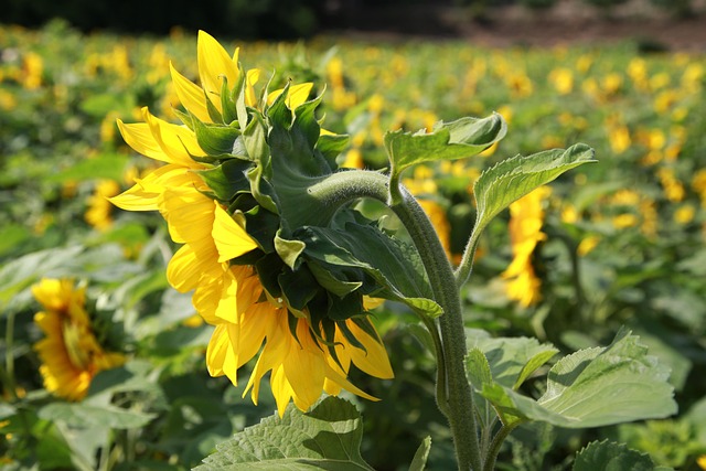 sunflower