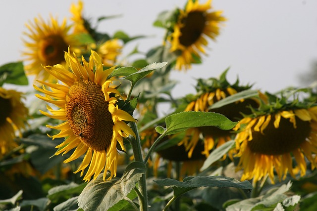 sunflower