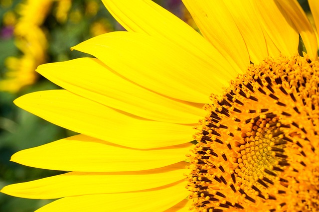 sunflower
