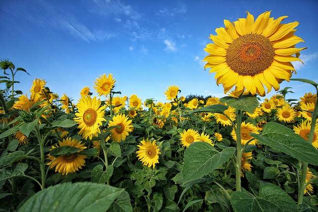 sunflower