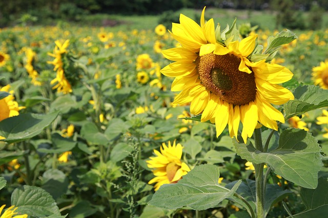 sunflower