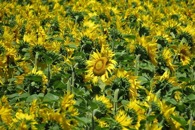 sunflower