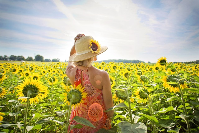 sunflower