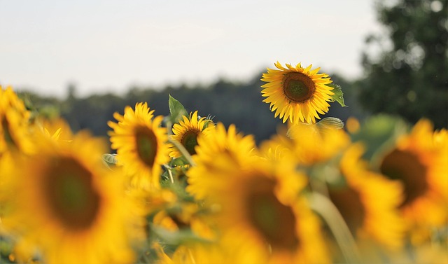 sunflower