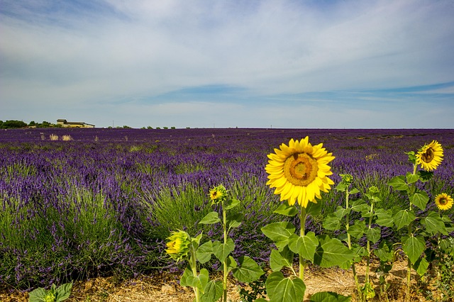 sunflower