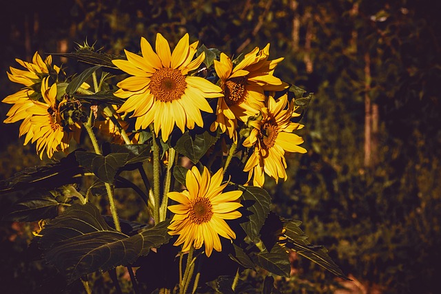 sunflower