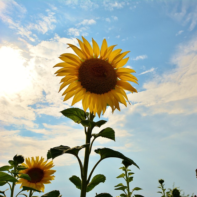 sunflower