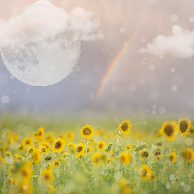 sunflower-640x480-91511374.jpeg