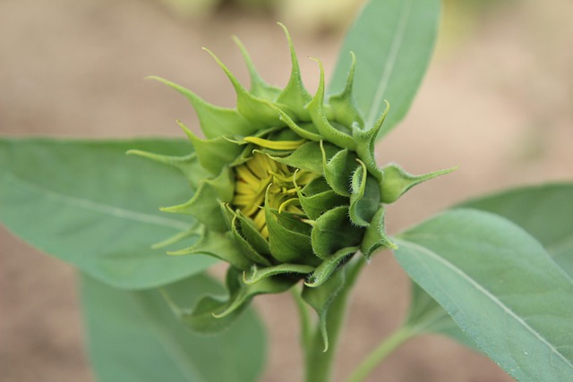 sunflower