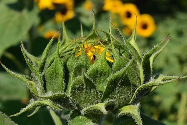 sunflower