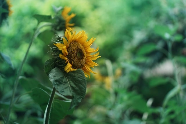 sunflower