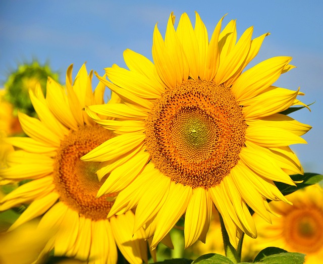 sunflower