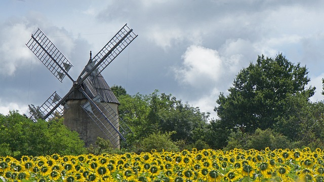 sunflower