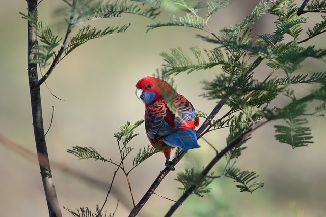Wild Bird