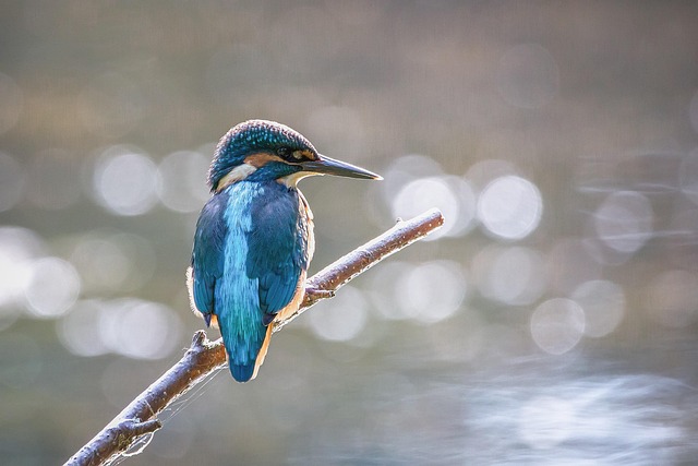 Wild Bird