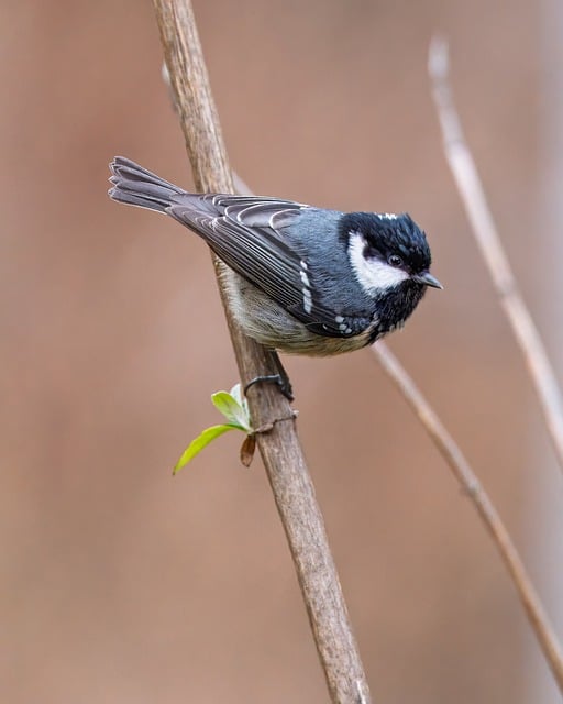 Wild Bird
