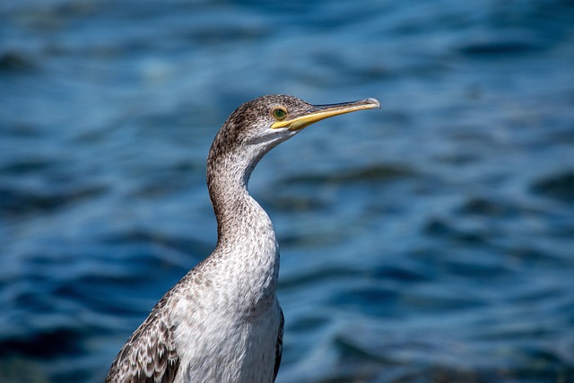 Wild Bird