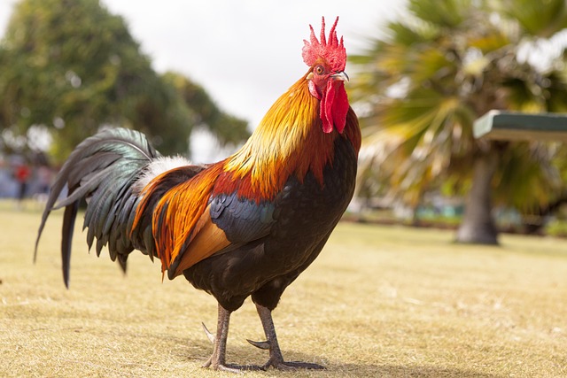 Wild Bird