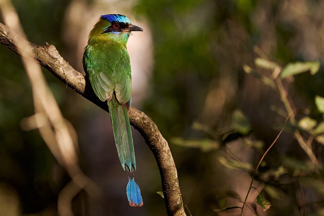 Wild Bird