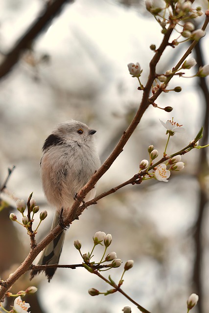 Wild Bird
