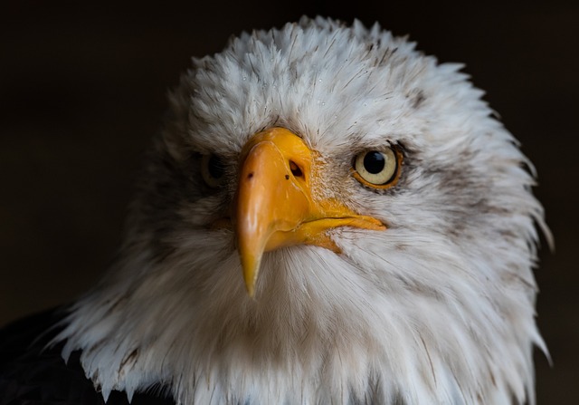 Wild Bird