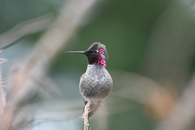 Wild Bird
