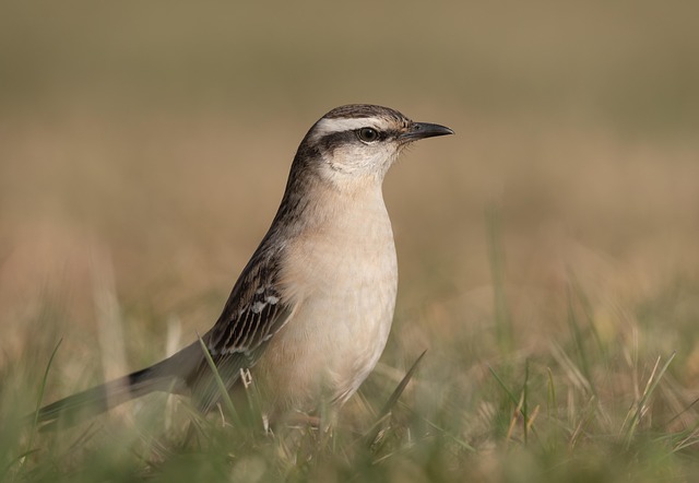 Wild Bird