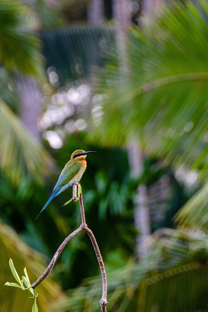 Wild Bird