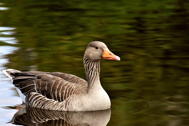 Wild Bird