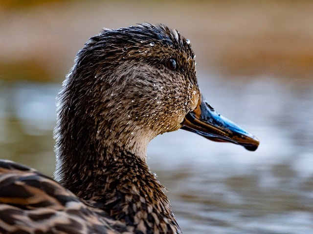 Wild Bird