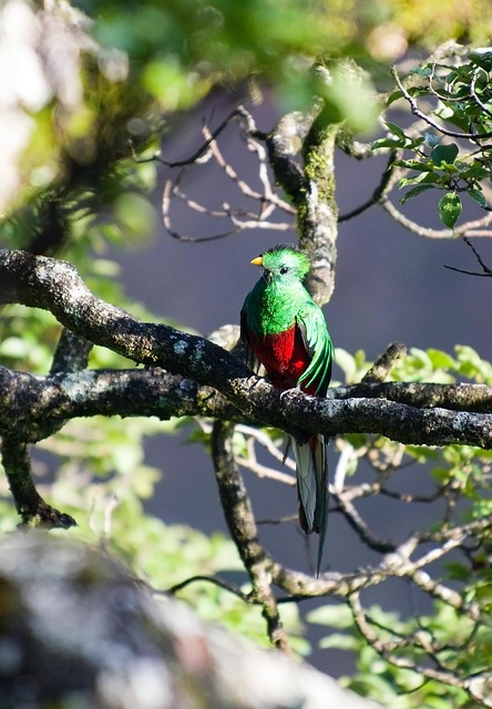 Wild Bird