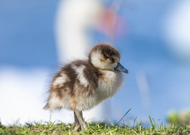 Wild Bird