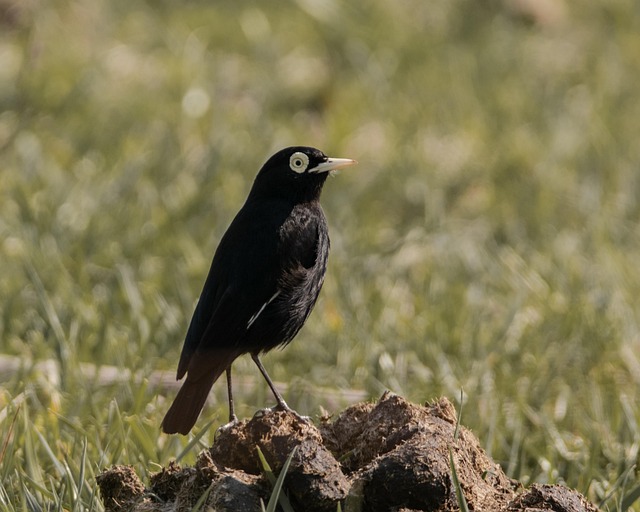 Wild Bird
