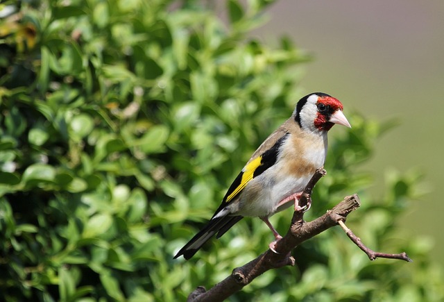 Wild Bird