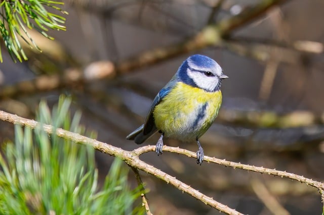 Bulk Wild Bird Seed Birmingham: Feed More Birds, Save More Money!