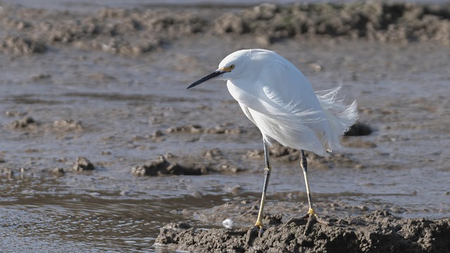 Wild Bird