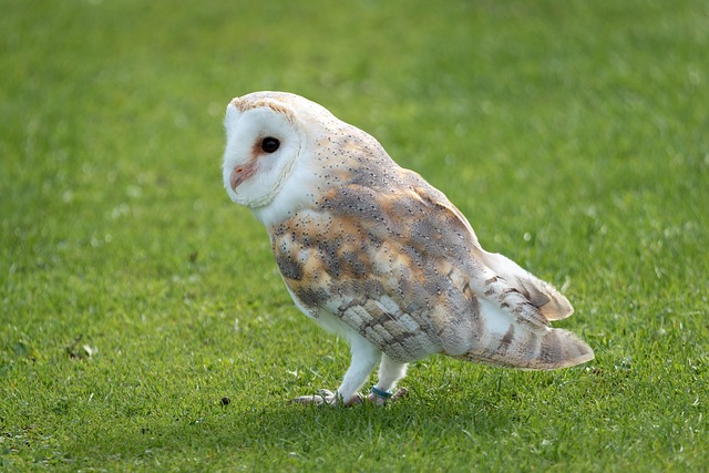 Wild Bird