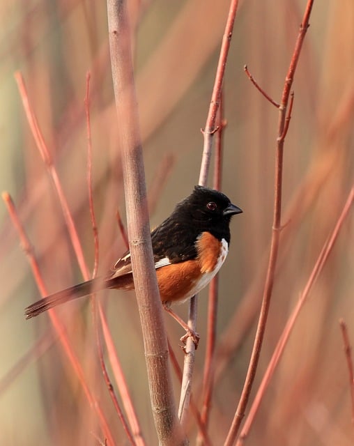 Wild Bird