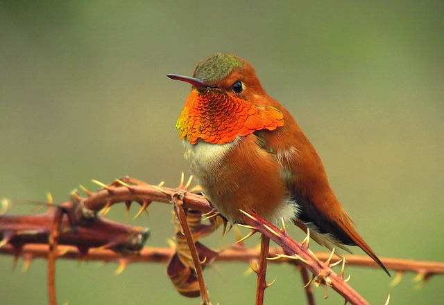 Wild Bird