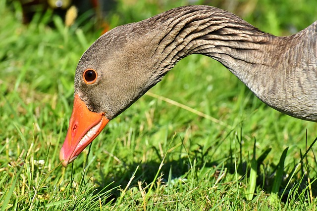 Wild Bird
