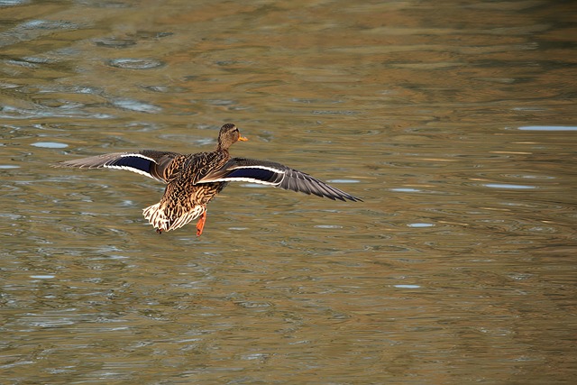 Wild Bird