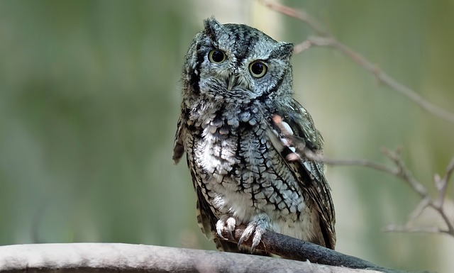 Wild Bird