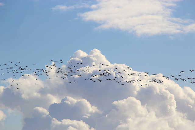 Wild Bird