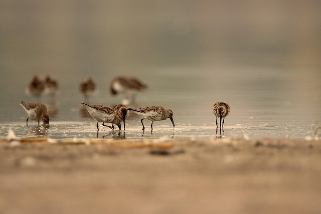 Wild Bird