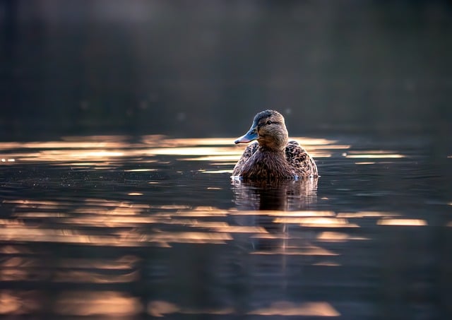 Wild Bird