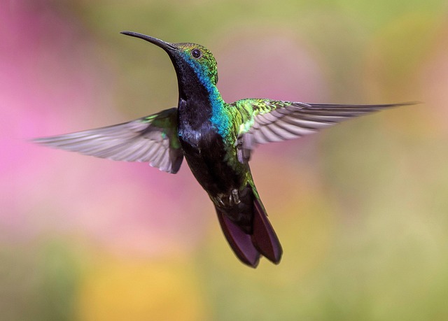 Wild Bird
