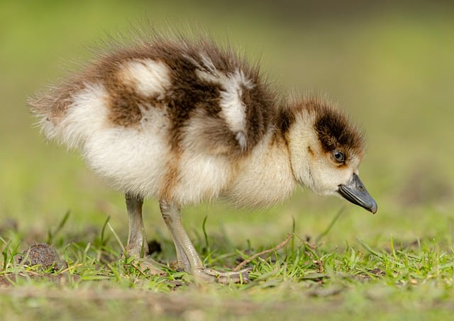 Wild Bird
